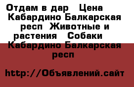 Отдам в дар › Цена ­ 1 - Кабардино-Балкарская респ. Животные и растения » Собаки   . Кабардино-Балкарская респ.